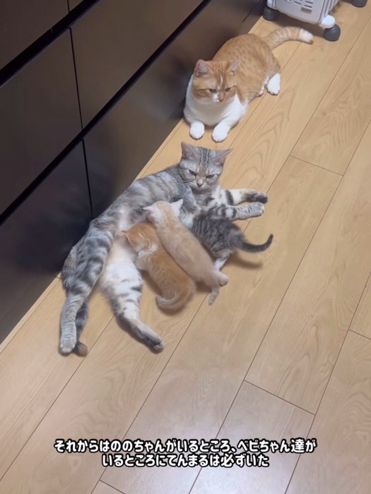 授乳中の猫と隣にいる猫