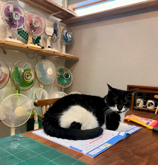 作業場にいる猫