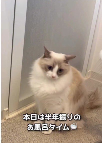 風呂場に座っている猫