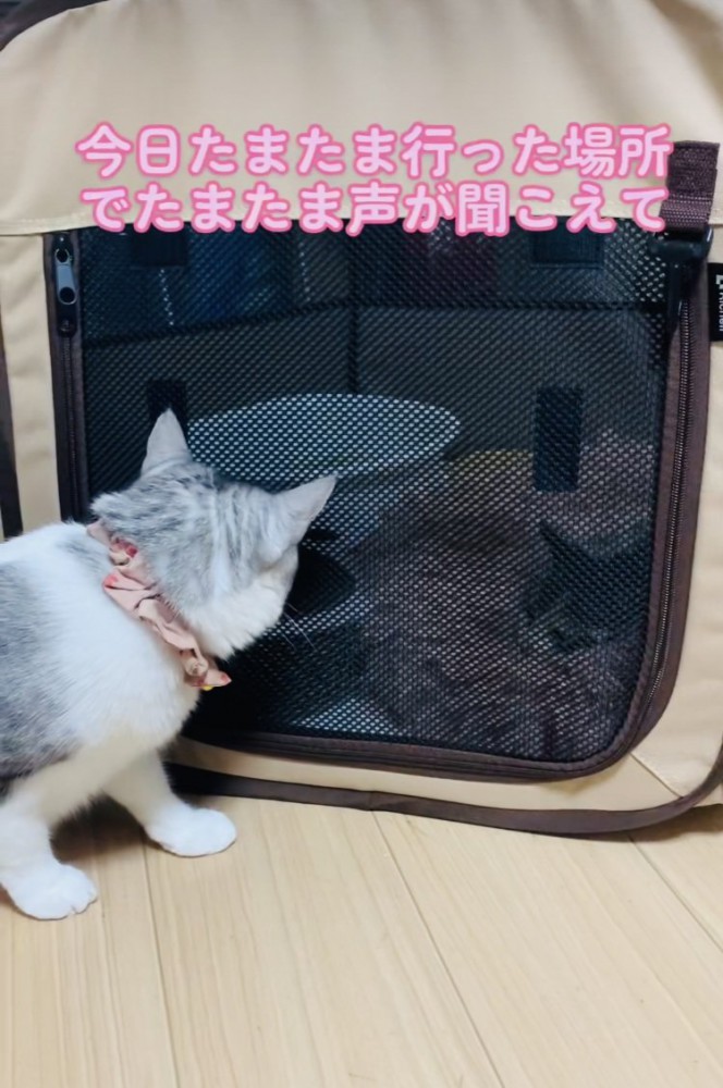 猫用キャリーの中の子猫と子猫の様子を見るサバ白猫