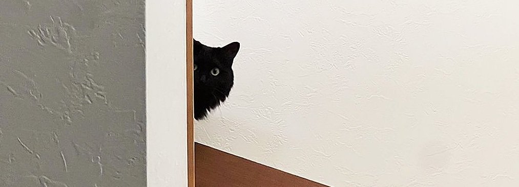 階段の上から覗く猫
