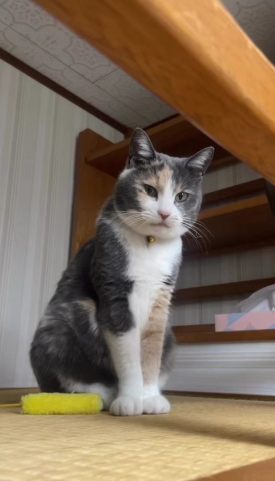 冬毛のにゃうちゃん