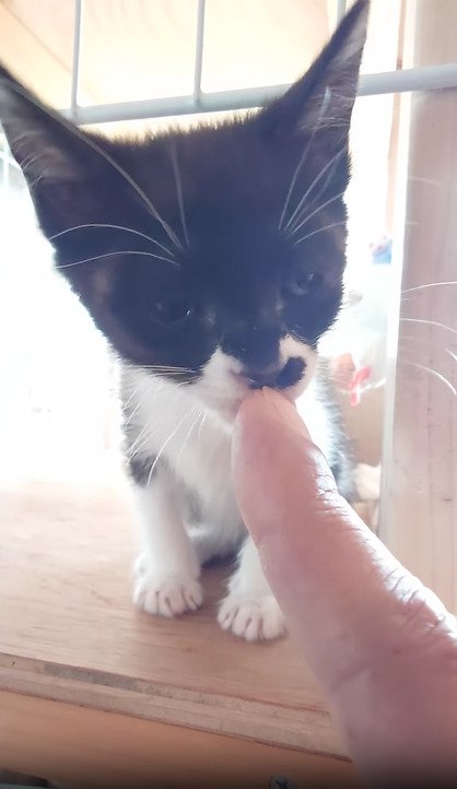 指を舐める子猫