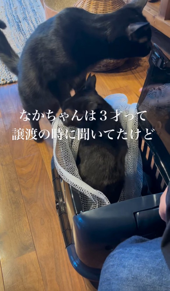 キャリーの中の猫とキャリーに前足をかける猫