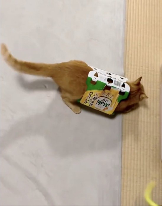 胴の周りにパッケージをつける猫