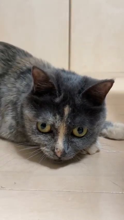 姿勢を低くする猫