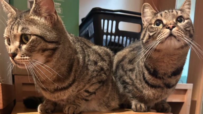 棚にいるキジトラ猫たち