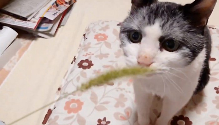 猫じゃらしを見せる