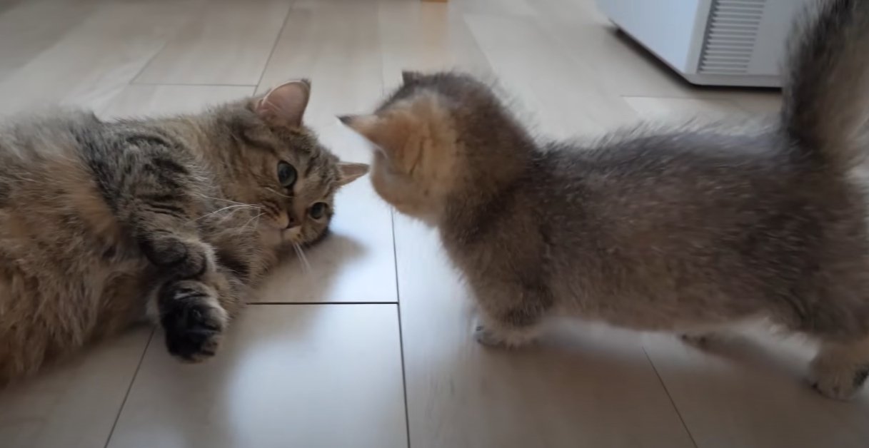 寝そべる猫に近づく子猫