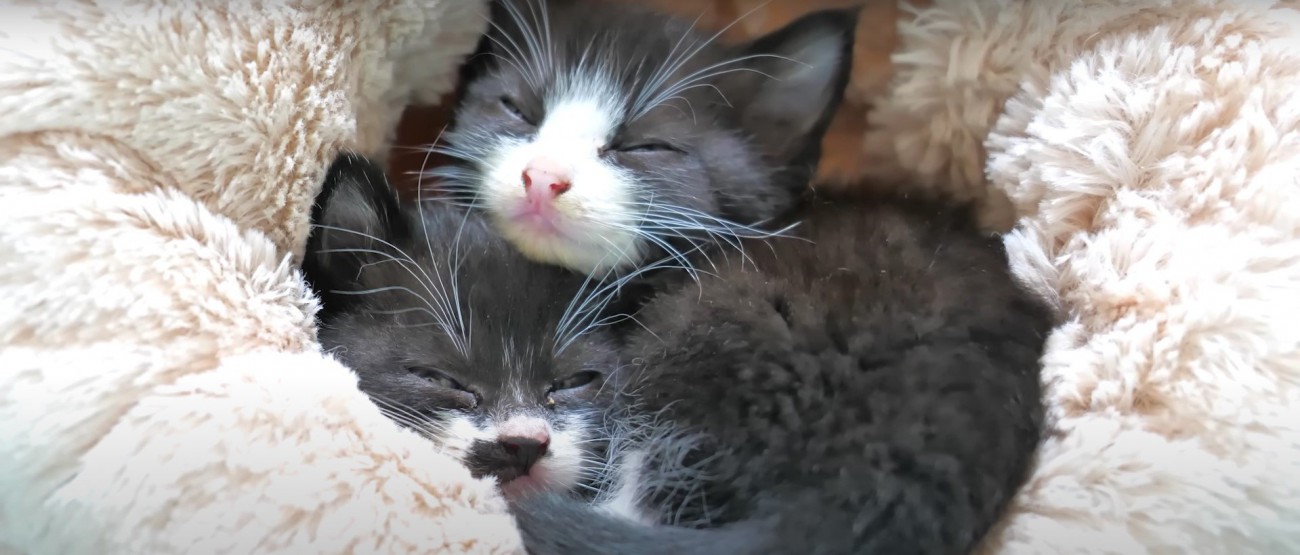 寄り添って眠る2匹の猫