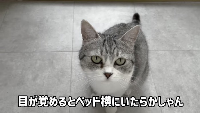 飼い主を見つめるらかしゃん