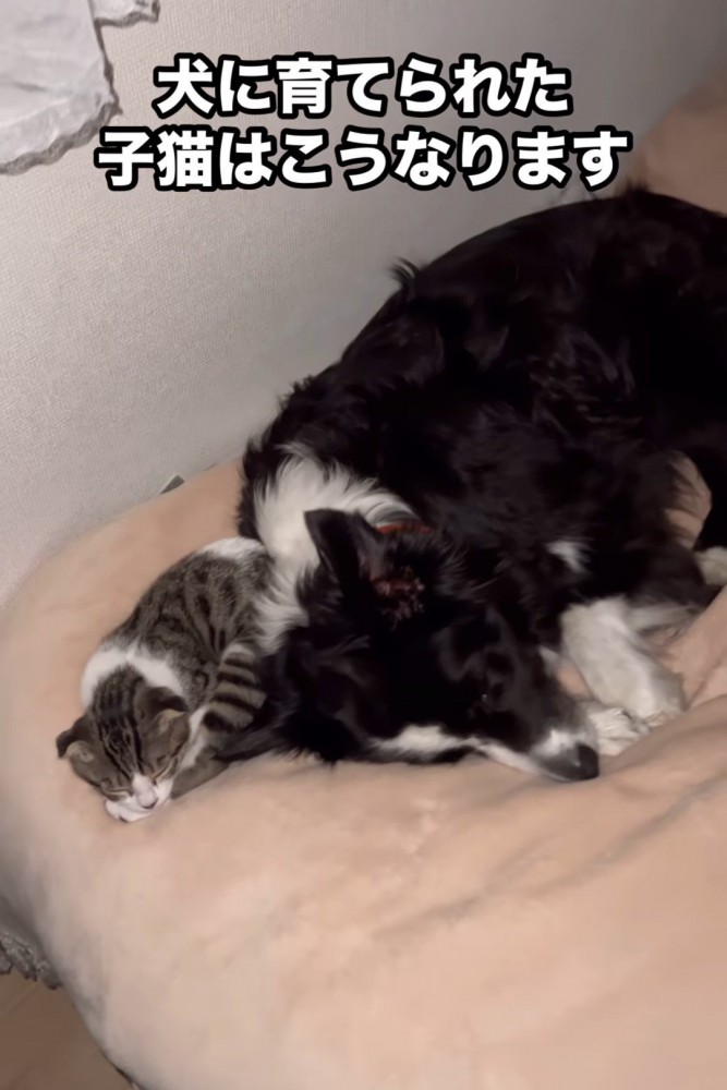 黒い犬にくっついて寝る猫