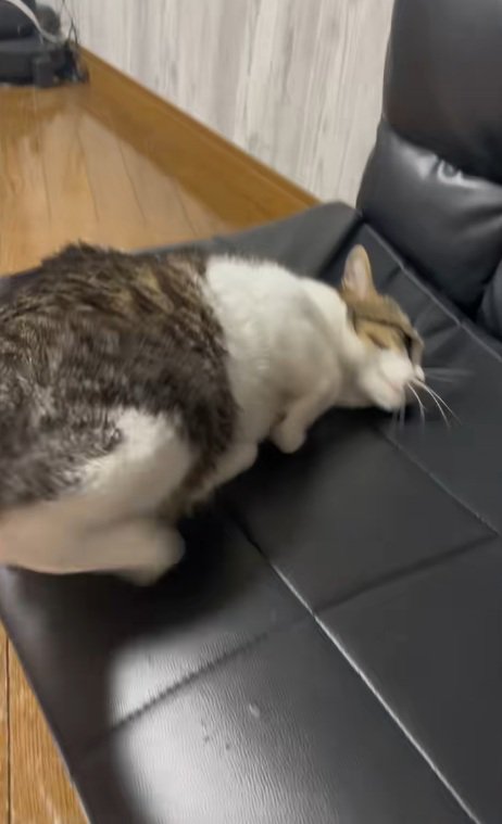 ソファーに横になろうとする猫