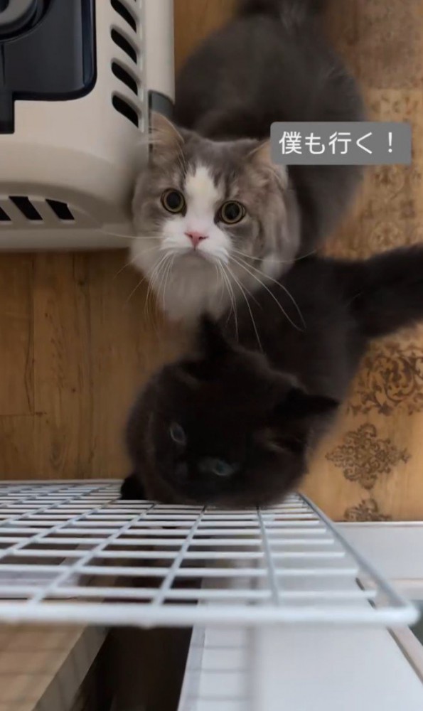 見上げる猫2匹