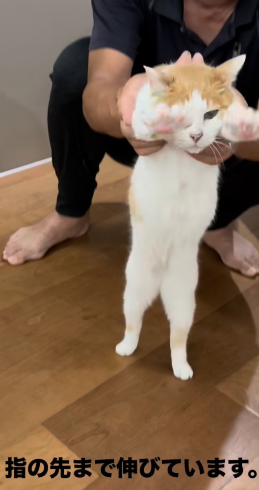 伸びをする途中の猫の写真