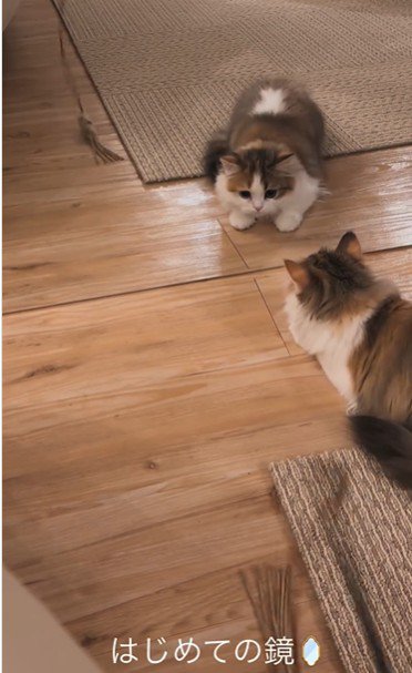 鏡の前に座っている子猫