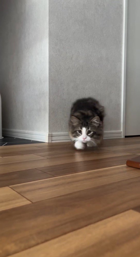 通路から出てくるキジ白柄の猫