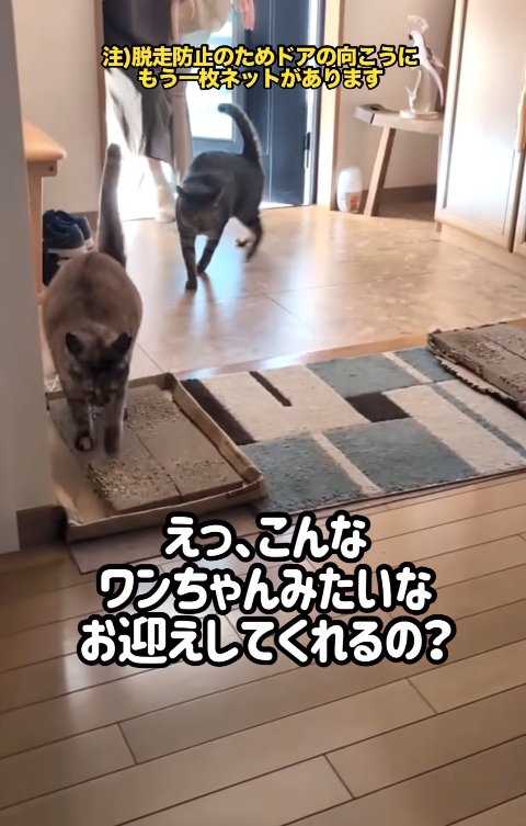 帰ってきた飼い主にお尻を向けている2匹の猫