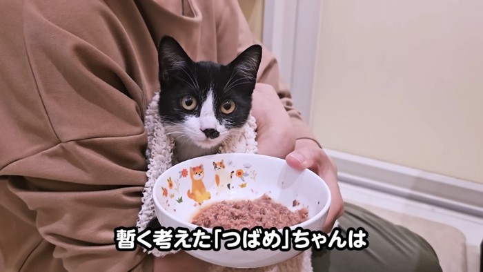 抱っこされごはんを出される子猫