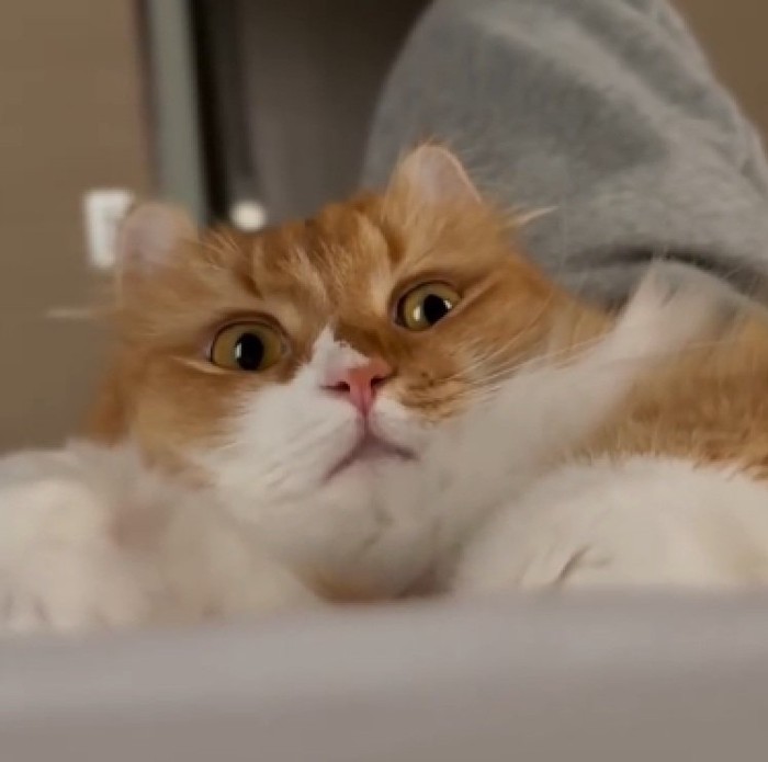 ガン見する猫