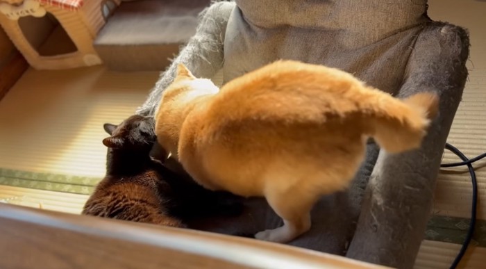 柴犬の毛づくろいをする猫