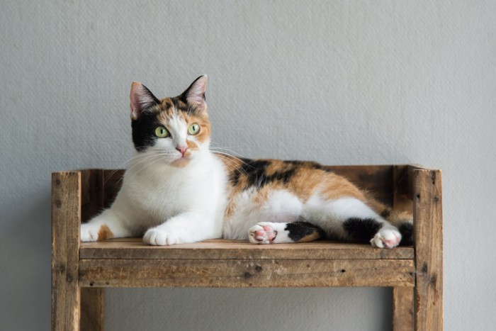 ベンチでくつろぐ三毛猫