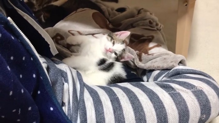 男の子の足の間でウトウトする子猫