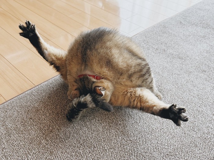 奇想天外なポーズをキメる猫