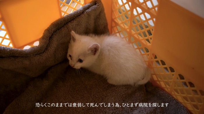 箱の中の子猫