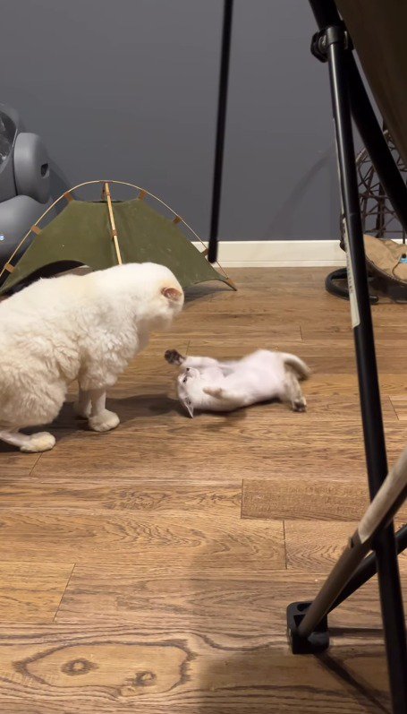 仰向けになって手足を動かす子猫