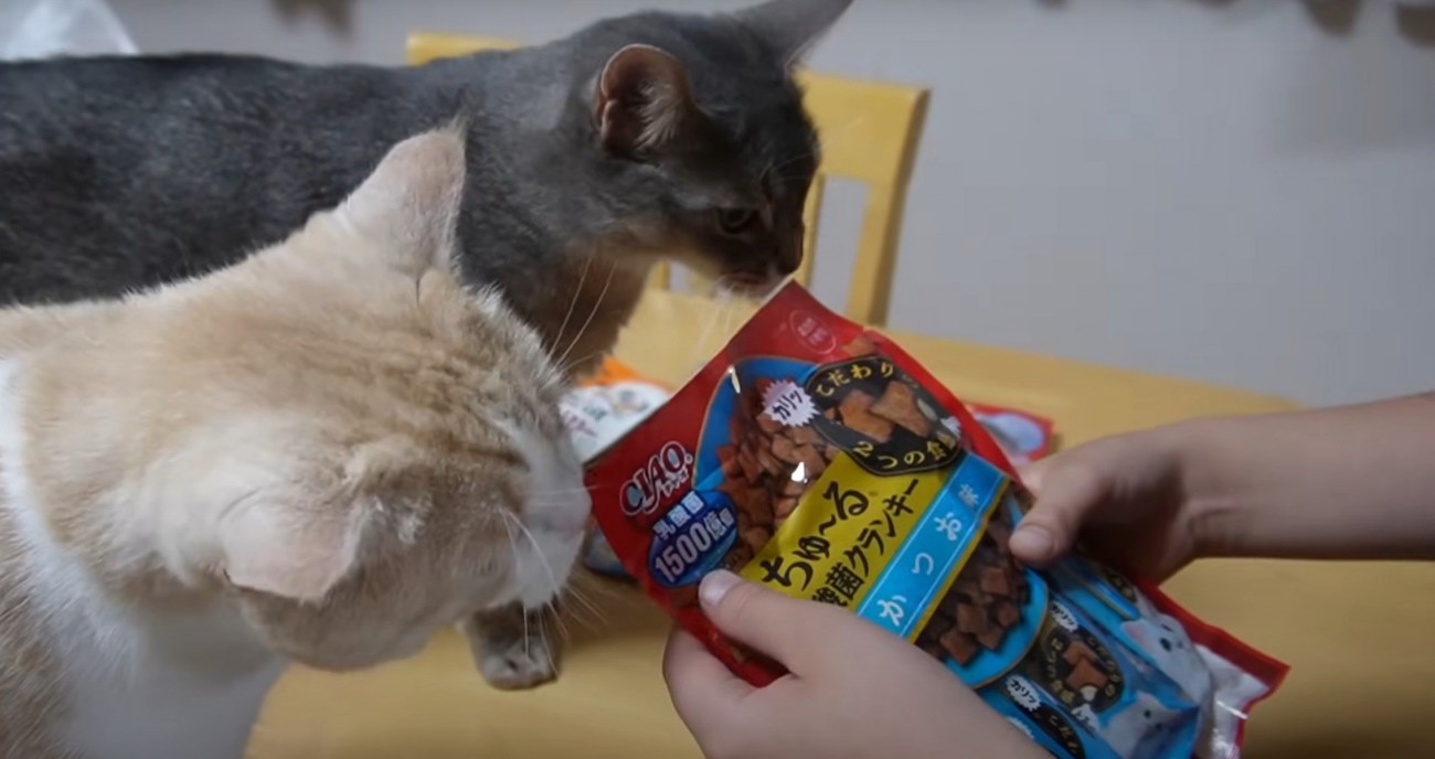おやつを嗅ぐ猫二匹