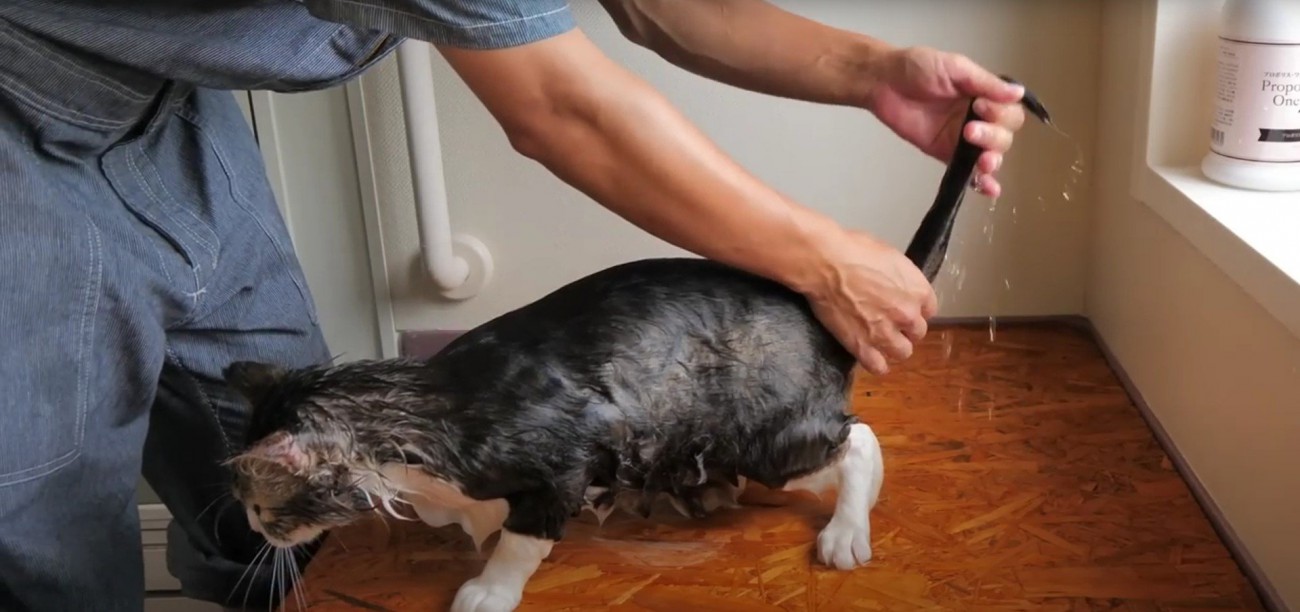 人に撫でられている猫