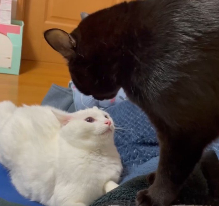 ケンカをしている2匹の猫