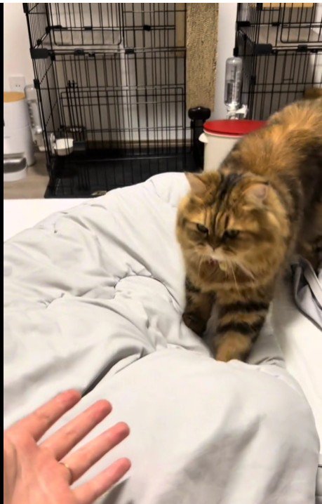 ベッドの上を歩いている猫