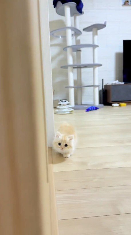 飼い主に少しずつ近寄る猫