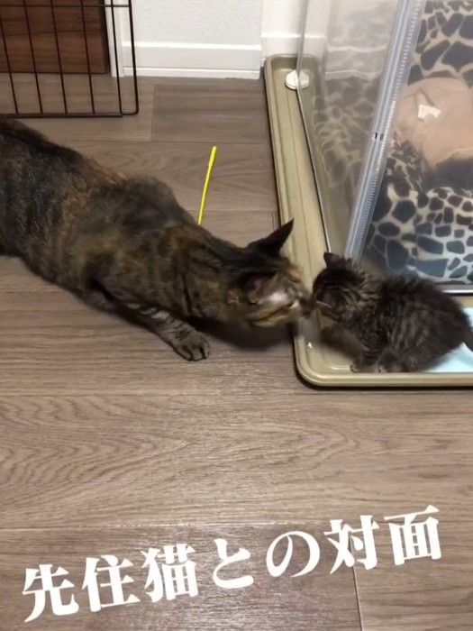 鼻と鼻をくっつける成猫と子猫