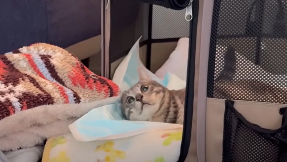 ケージから顔を出す猫