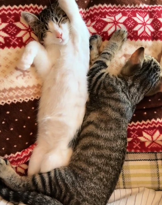 セクシーな寝方をする猫