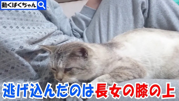 飼い主の上に乗る猫