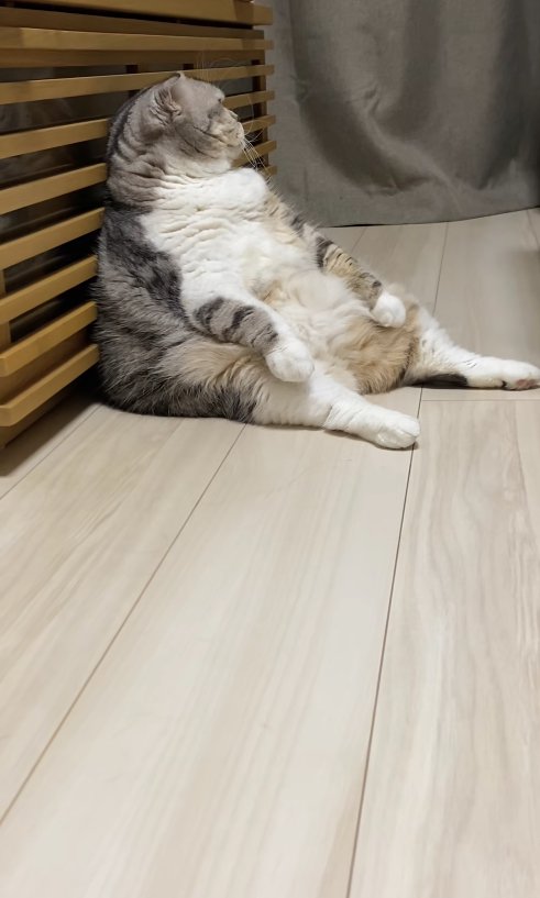 スコ座りをして部屋の奥を見つめている小夏ちゃんの横顔（猫上気味）