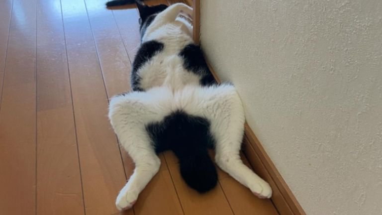 寝ている猫