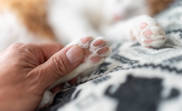 猫の足を握る人