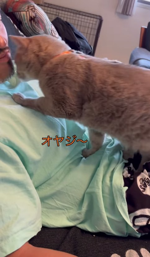 横になる飼い主の上半身の上を歩いている猫