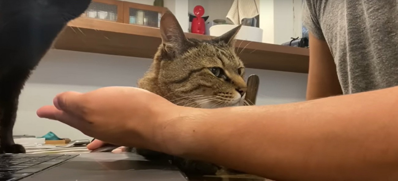 飼い主に甘える猫