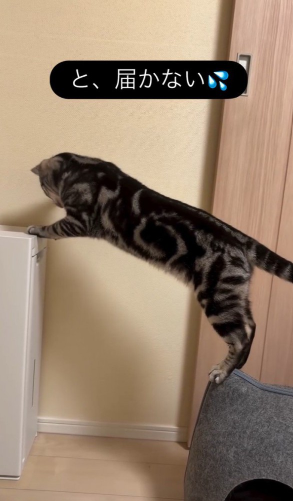 向こうを向く猫2
