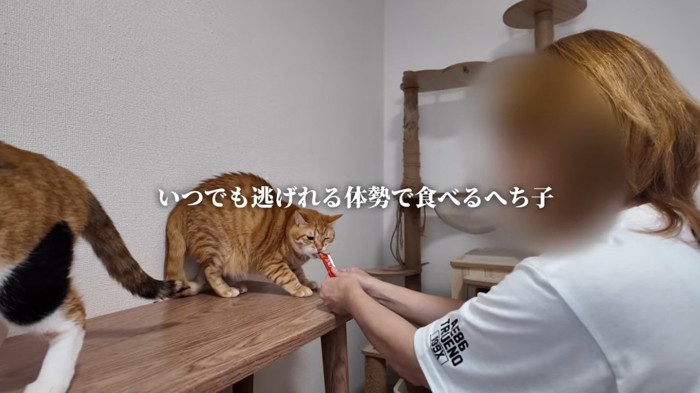 びびりながらおやつをたべる猫