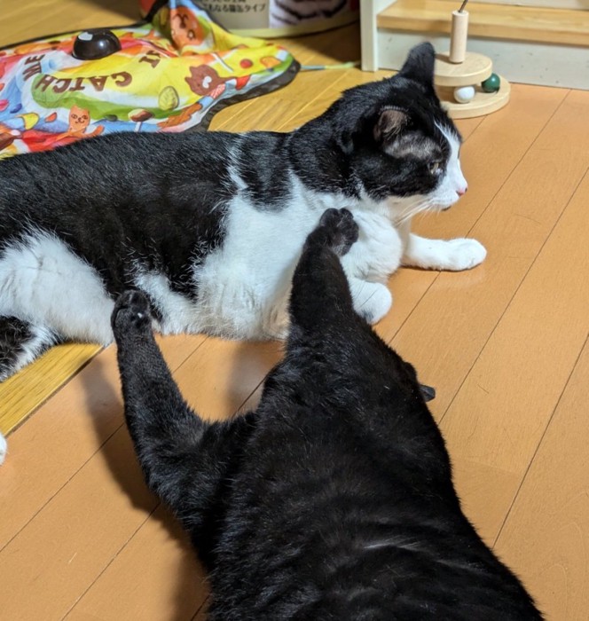 ちょっかい出す猫