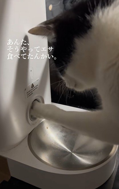 自動給餌器の穴をかき出す猫
