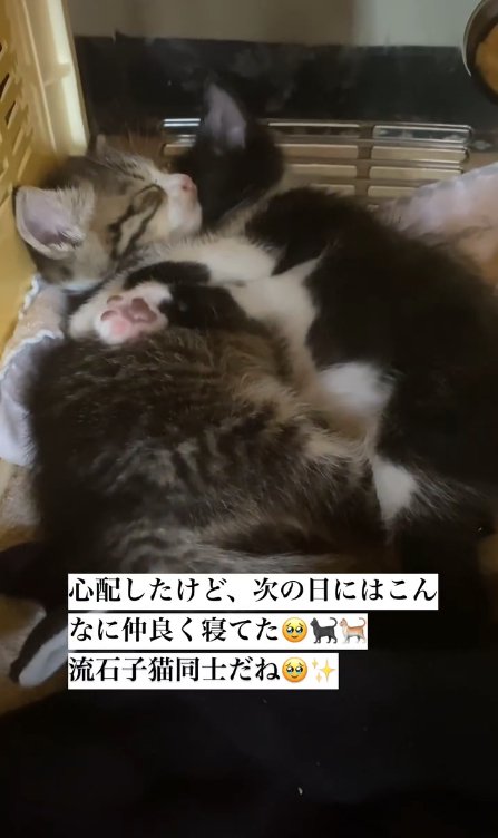 くっついて眠る2匹の子猫