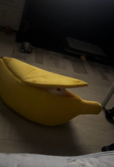 ペット用バナナベッドにもぐる猫